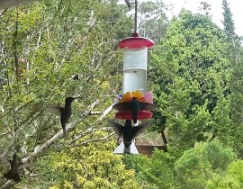 Conhecendo as Montanhas Capixabas – Santa Teresa
